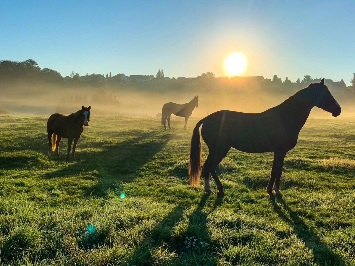 Planifiez votre séjour parfait dans l’Orne en suivant ces 3 conseils